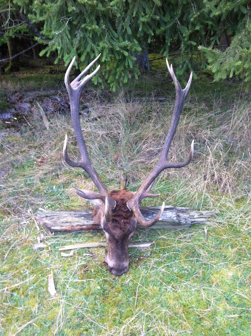 Hyldelund, den 20 september 2016. Stanget ihjel under brunstkamp.